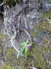 Celmisia spectabilis lanceolata