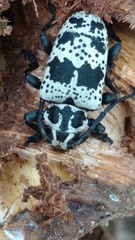 Acanthoderes funeraria