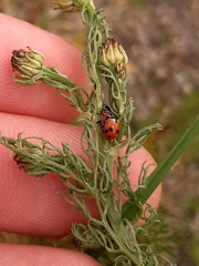 Hippodamia variegata