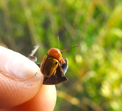Cryptocephalus aulicus