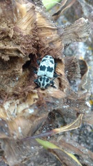 Acanthoderes funeraria