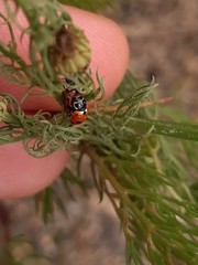 Hippodamia variegata