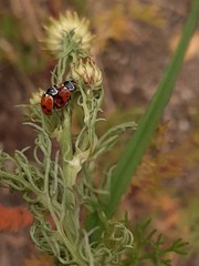 Hippodamia variegata