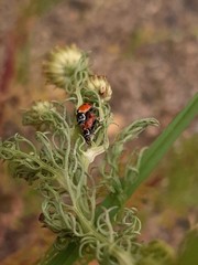 Hippodamia variegata