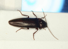 Melanotus castanipes