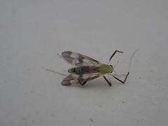 Stenochironomus hilaris