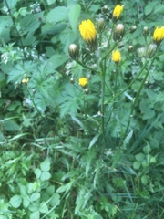Crepis biennis