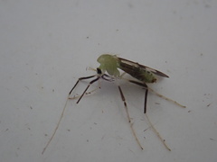 Stenochironomus hilaris