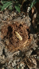 Acanthoderes funeraria