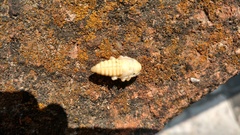 Acanthoderes funeraria