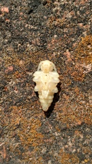 Acanthoderes funeraria