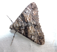 Gastrinodes argoplaca