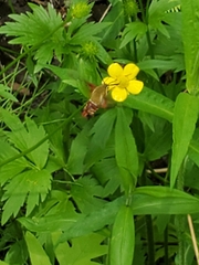 Hemaris gracilis