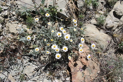 Melampodium cinereum