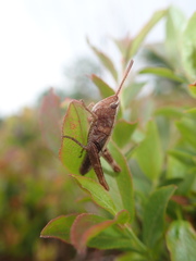 Chloealtis conspersa