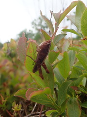 Chloealtis conspersa