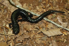 Plethodon teyahalee