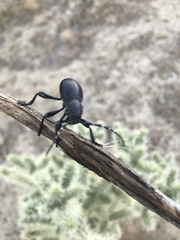 Moneilema semipunctatum