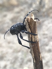 Moneilema semipunctatum