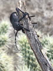 Moneilema semipunctatum