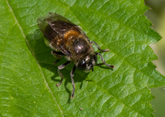 Microdon manitobensis