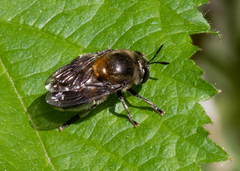 Microdon manitobensis