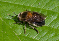 Microdon manitobensis