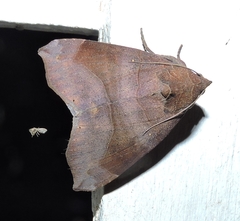 Bastilla hamatilis