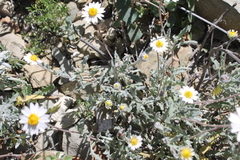 Melampodium cinereum