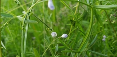 Vicia tetrasperma