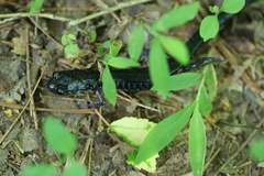 Plethodon teyahalee