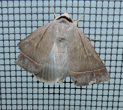 Pantydia capistrata