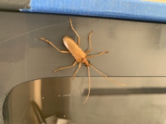 Centrodera