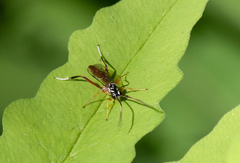 Mesostenus thoracicus