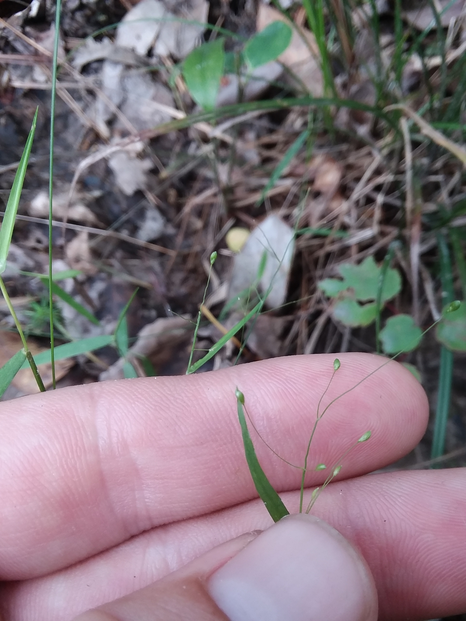 Dichanthelium roanokense
