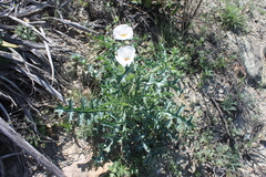 Argemone sanguinea