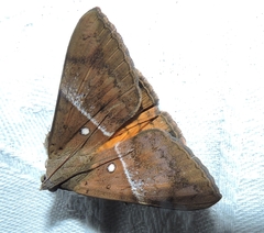 Oxyodes tricolor