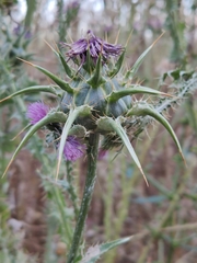 Silybum marianum