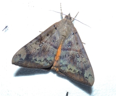 Oxyodes tricolor