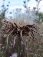 Silybum marianum