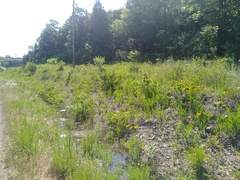 Echinacea paradoxa paradoxa