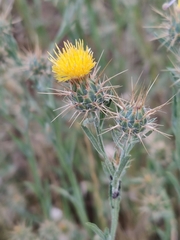 Centaurea solstitialis