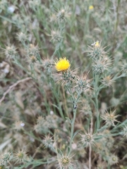 Centaurea solstitialis