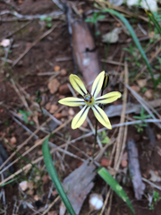 Triteleia ixioides anilina