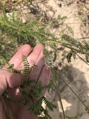 Dalea phleoides microphylla