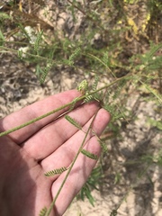 Dalea phleoides microphylla