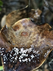 Physalacria stilboidea