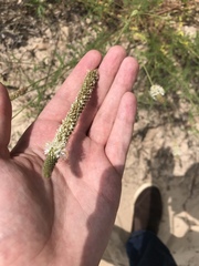 Dalea phleoides microphylla