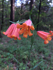 Fritillaria recurva