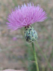 Mantisalca salmantica